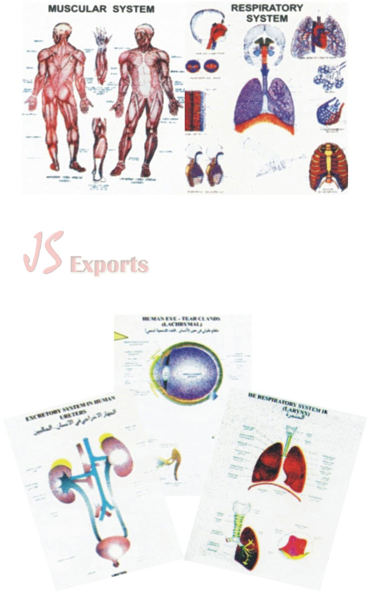 POLYART SPECIAL CHARTS ON HUMAN PHYSIOLOGY